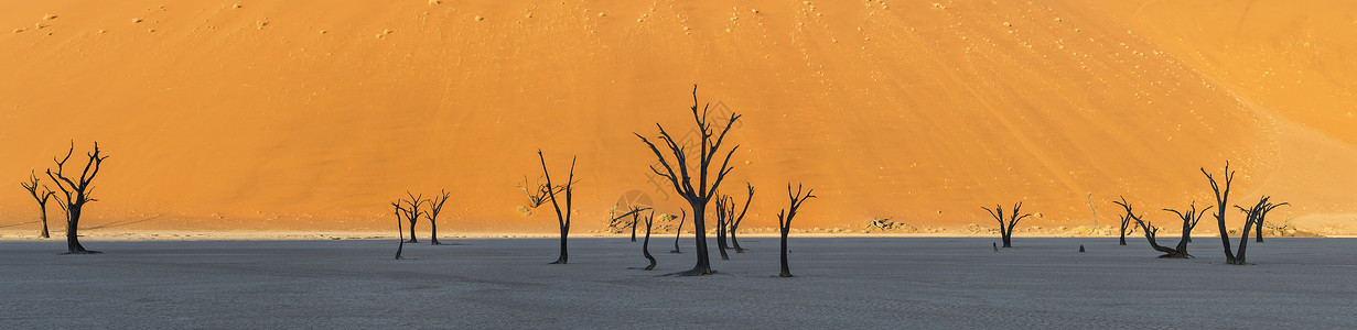 纳米比亚死灰原树的全景图片