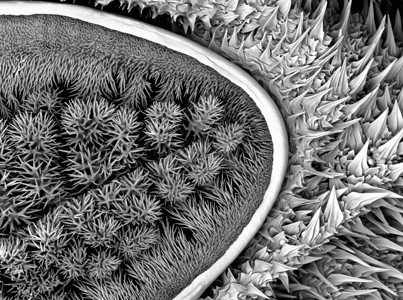 大型毛虫在扫描电子显微镜中的图像图片