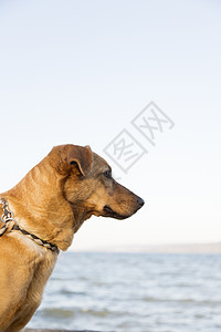 一条向海看的狗背景图片