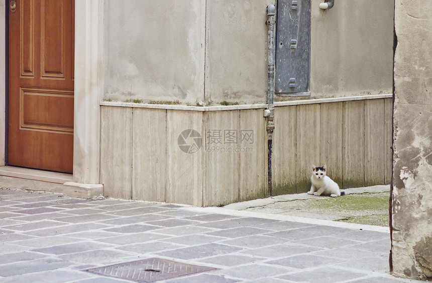 意大利阿布鲁佐街上的一只猫肖像图片
