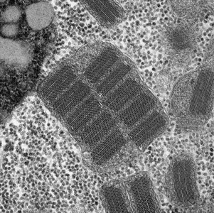 显微镜下的细胞结构图片