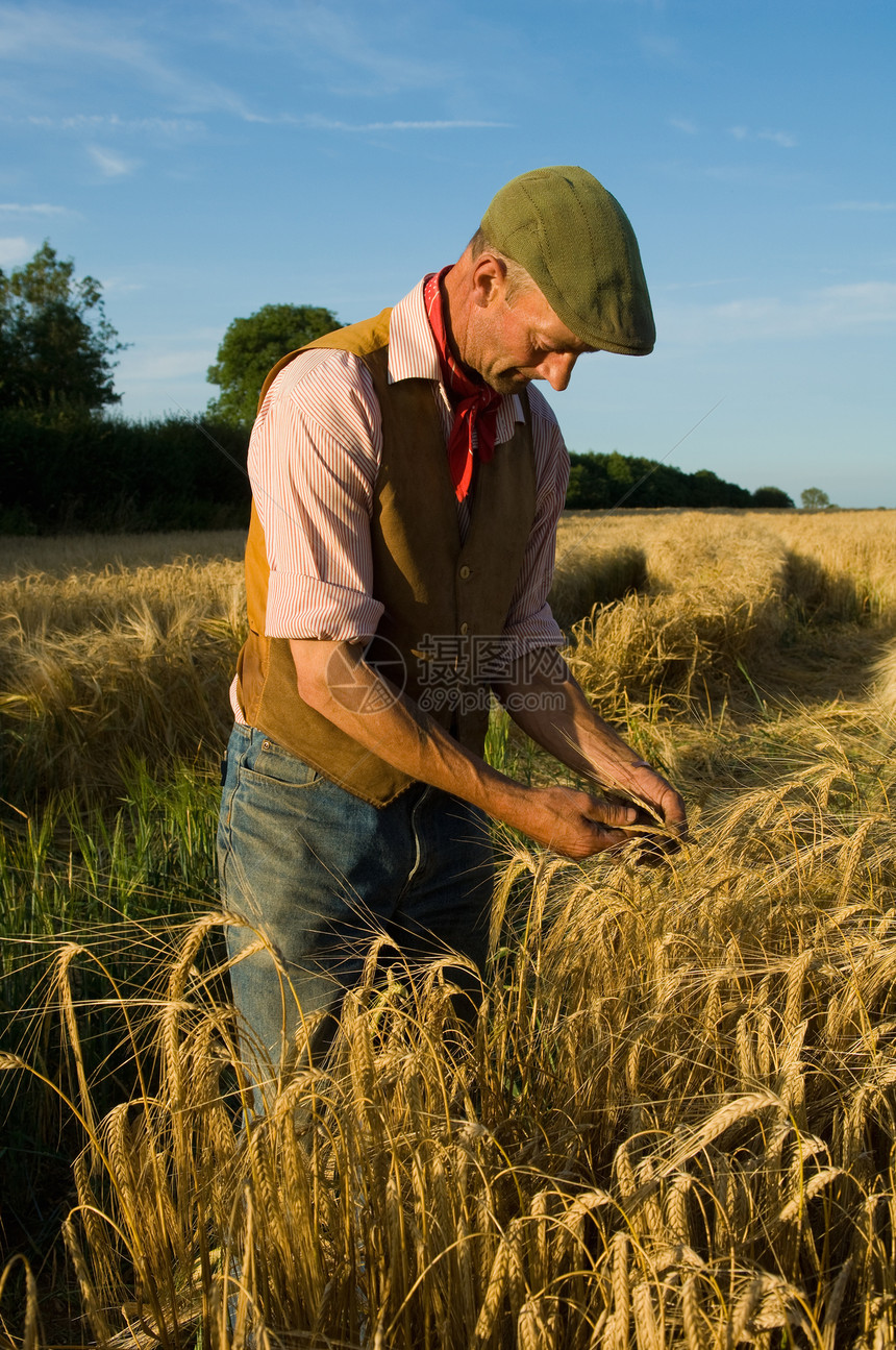 在大麦田工作的农民图片
