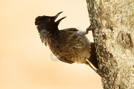 斯里兰卡亚拉公园红孔球茎上的鸟图片