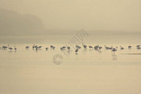 意大利撒丁岛普祖伊杜黎明时分一群火烈鸟在雾蒙蒙的湖中觅食图片