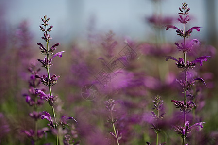植物苗圃中用紫花贴近植物的图片