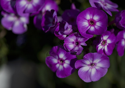 植物苗圃上用紫花贴近盆栽植物图片