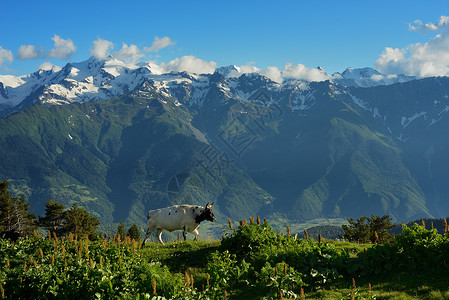 格鲁吉亚斯瓦内提Mazeri村Svaneti草原牛放牧图片