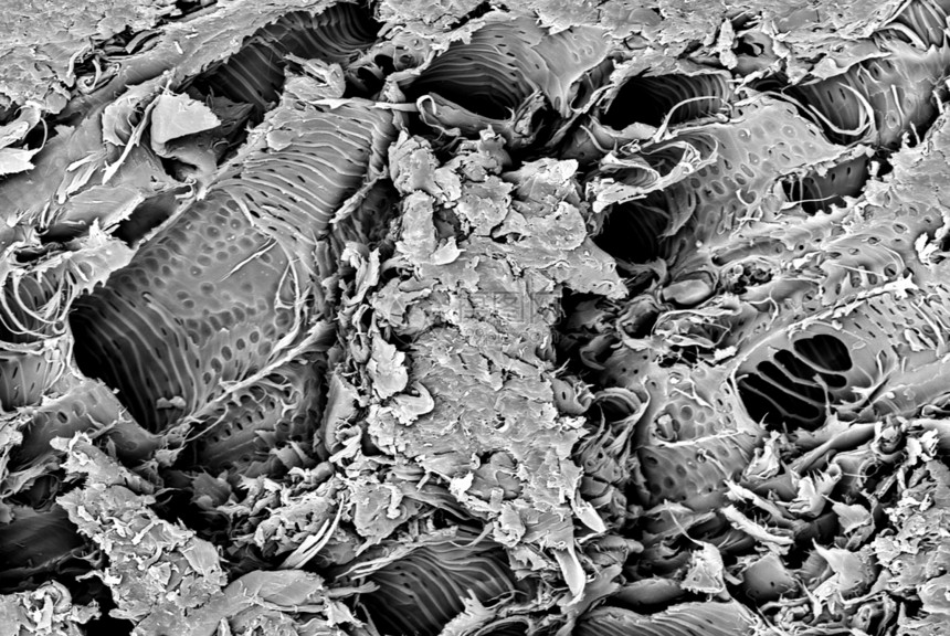 在扫描电子显微镜中拍摄的莱塞伍德断裂微型结构图片