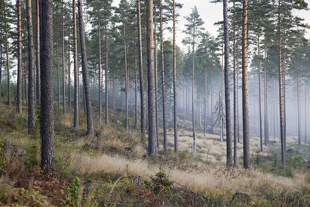 树与雾萨默尼米芬兰图片