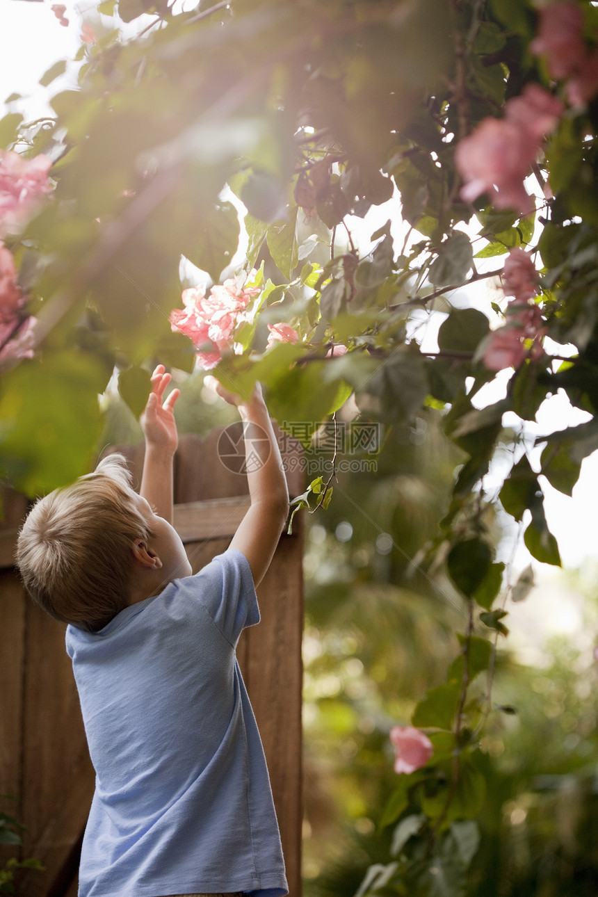 在花园的年轻男孩触摸花朵后视图片