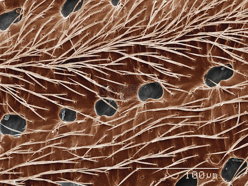 阿诺比伊达甲虫Elytra图片