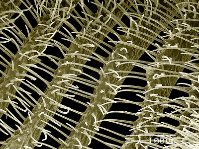 雄锯木蝇天线DiprionspDiprionidaeSEM图片