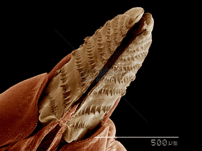雌锯叶蜂产卵器双翅目双翅目图片