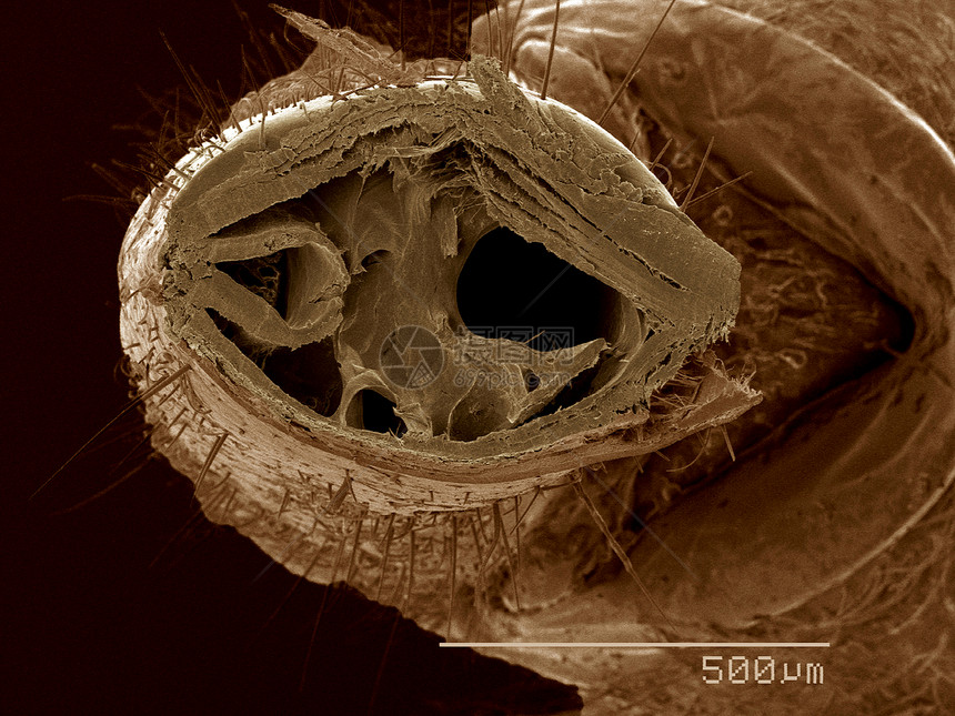 AriliusspSEM轮虫Arilius的口部交叉分图片