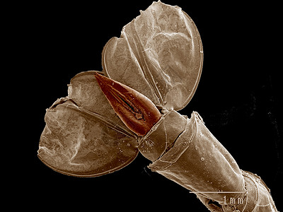 幻影微幼虫的尾巴ChaoboridaeSEM高清图片
