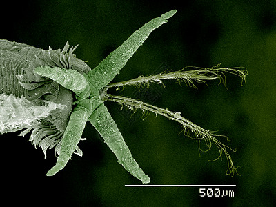 幻影微幼虫的尾巴ChaoboridaeSEM高清图片