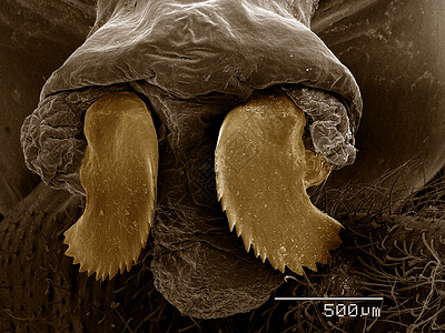 周期蝉产卵器图片