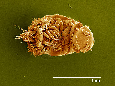 聚氧化物螺旋藻毫升DiplopodaSEM图片