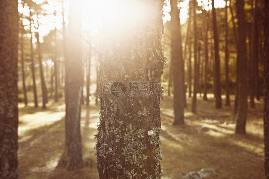日光森林中的树木图片