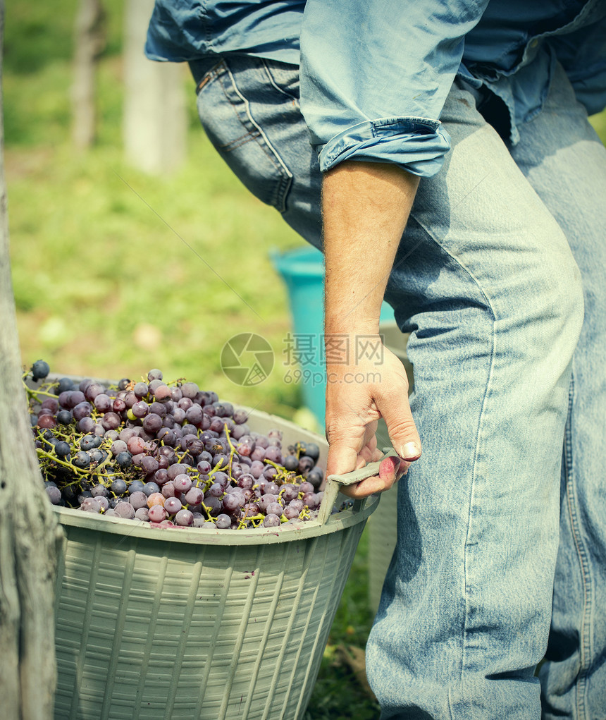 意大利年轻的男农民拉着葡萄筐图片