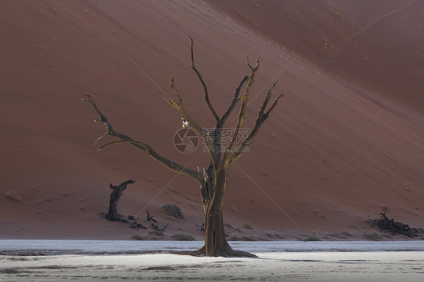 纳米比亚索苏夫莱公园前沙丘的死树图片