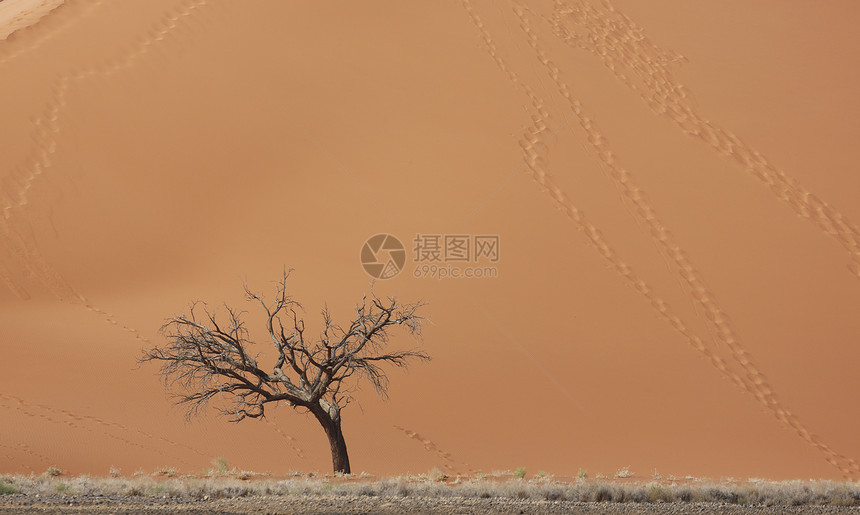 纳米比亚索苏夫莱公园沙丘前的死树图片