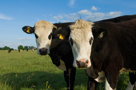 两头奶牛在野外图片