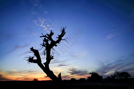 日落时沙漠风景中的干枯树图片