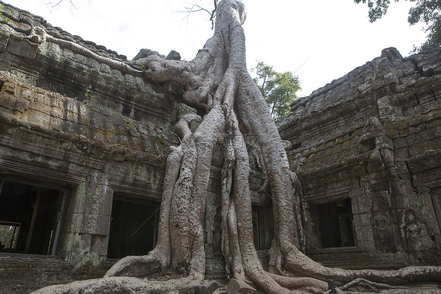 柬埔寨有大树根的古庙图片