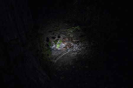 夜间野生动物保护图片