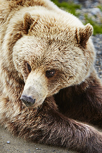 美国阿拉斯加公园棕熊的肖像图片