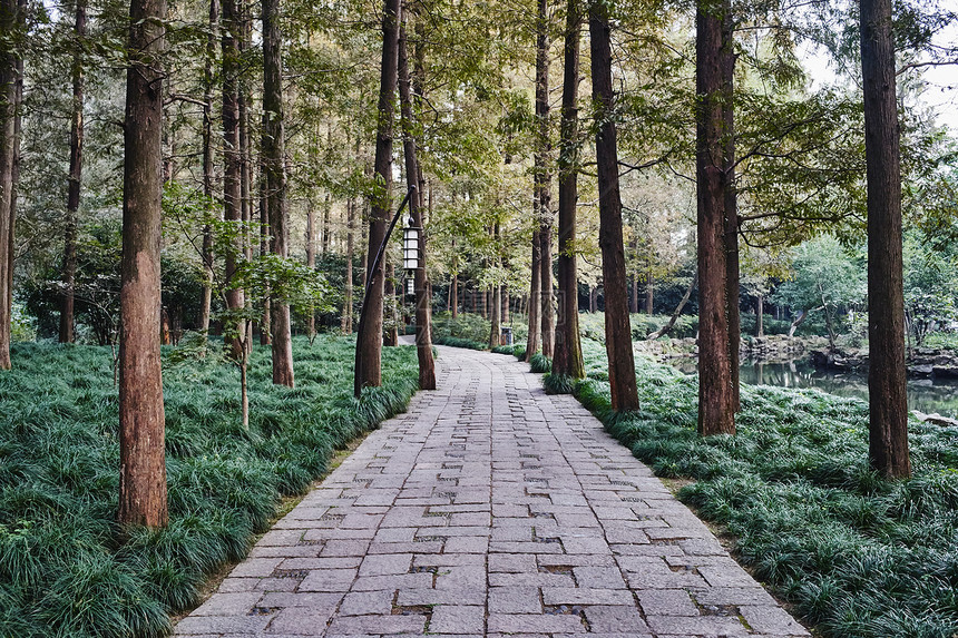 杭州公园的树木和通道图片