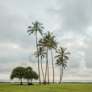 美国夏威夷海岸的帐篷和棕榈树高清图片