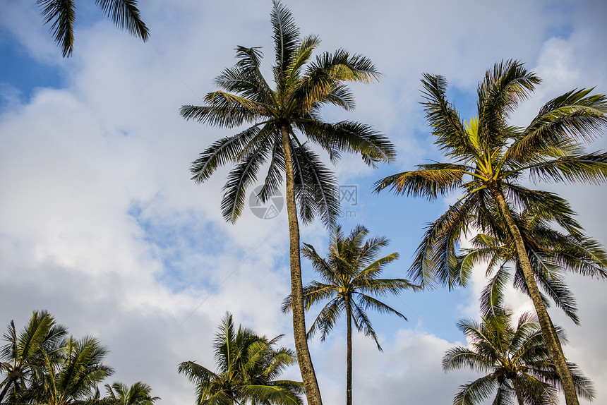 美国夏威夷的棕榈树图片