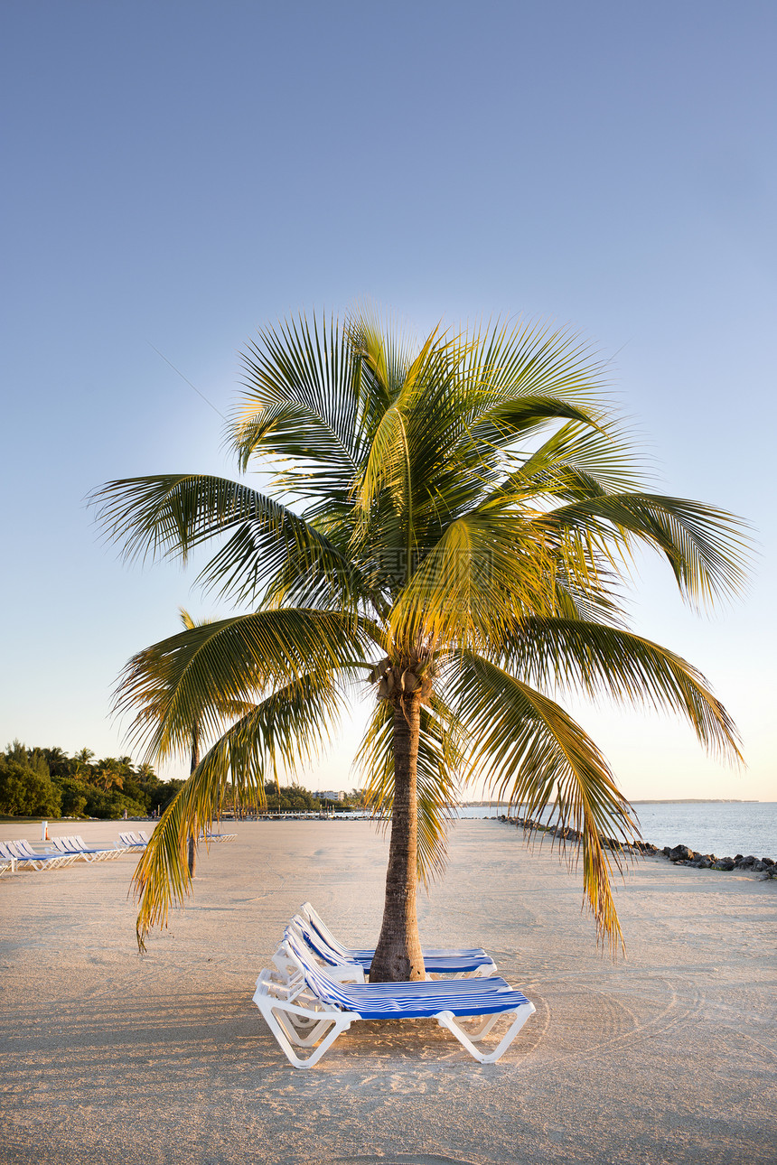 美国佛罗里达州伊斯莫拉玛市沙滩的沙滩椅图片