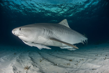 虎鲨在巴哈马以北浅沙岸游动高清图片