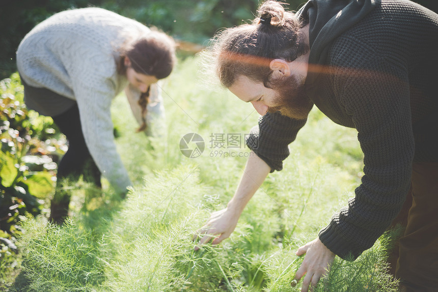 打理菜园的年轻夫妇图片