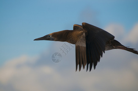 飞行中的鸟雷维拉吉杰多群岛高清图片