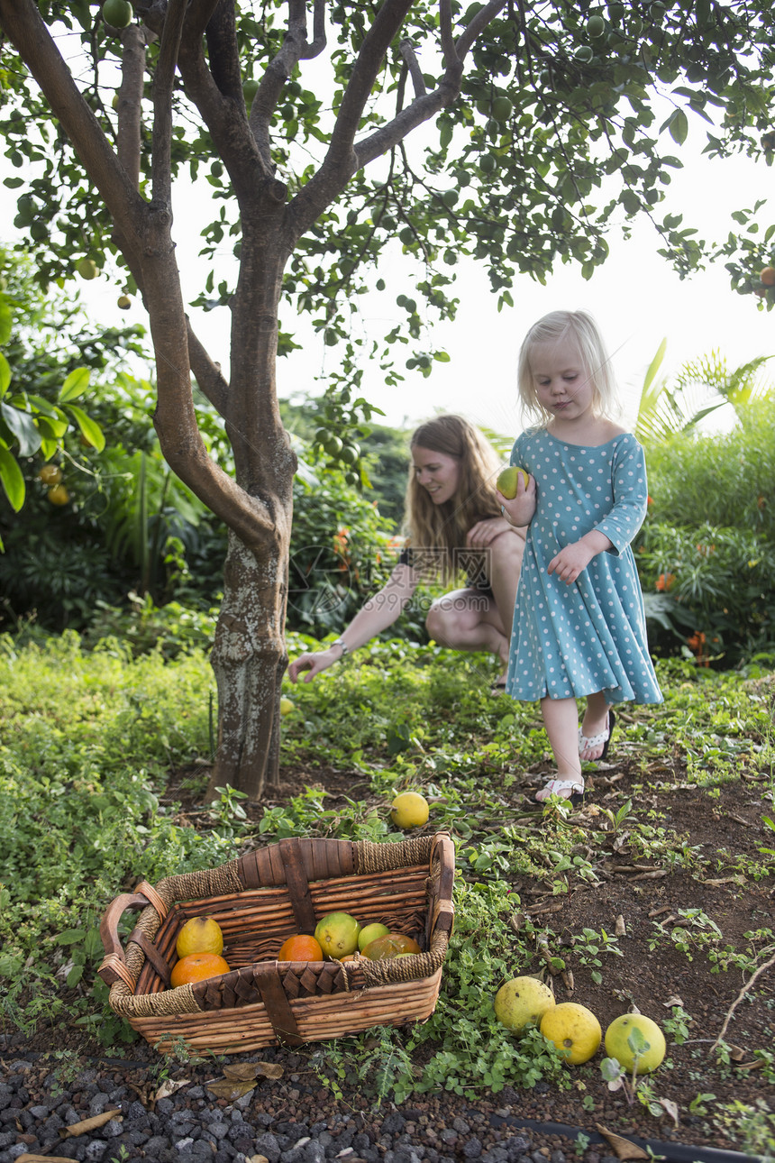 年轻妇女带着小女儿在花园收获新鲜橙子图片