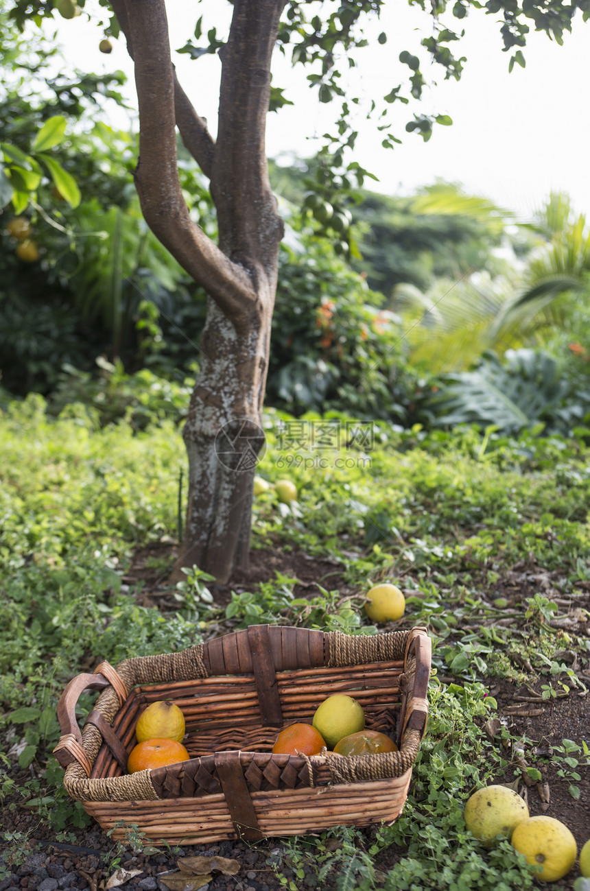 花园收获的橙子图片