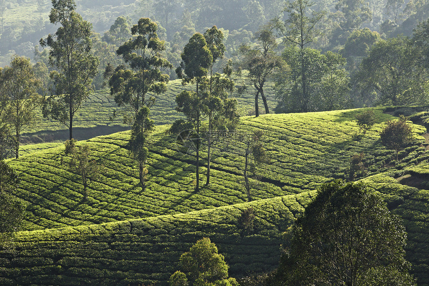 印度喀拉邦茶叶种植园图片