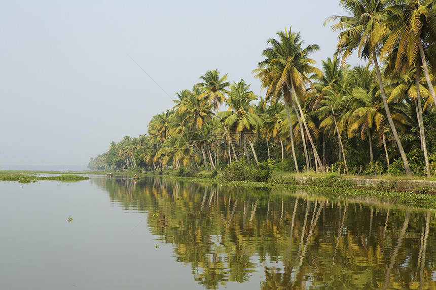 印度喀拉邦水边棕榈树图片