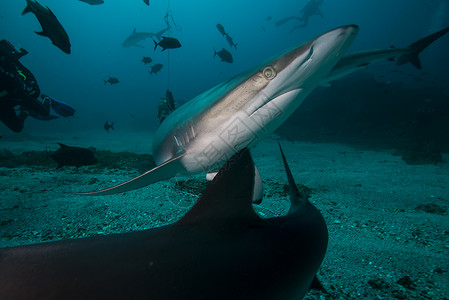 一条丝绸鲨鱼深海图片