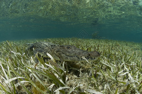 加勒比清水中的美洲鳄鱼高清图片