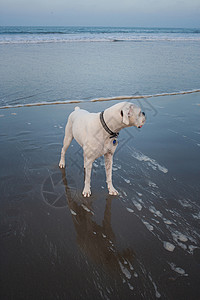 海滩上的小狗高清图片