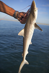 一条鲨鱼捕鱼者拿着一条鱼背景