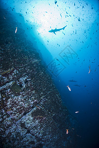 罗卡党墨西哥雷维拉吉杰多罗卡帕蒂达在陡峭的水下墙壁上游动的饵鱼和鲨鱼背景