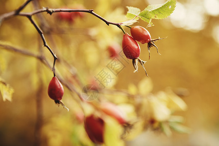 秋天树上的芽瓦尔塞纳莱斯南蒂罗尔意大利图片