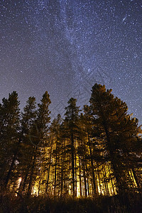 加拿大艾伯塔的树和星空图片