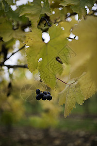 树上长的黑葡萄图片